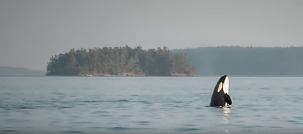 Orca whale breaching
