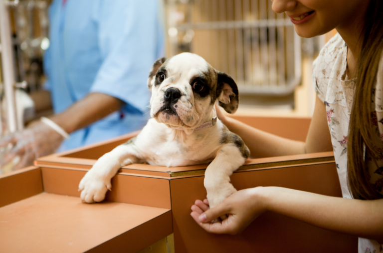 5 Ways to Increase Adoption in Animal Shelters