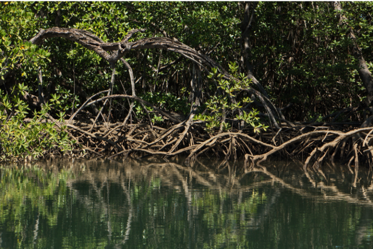 Meet the Earth’s Tropical Coast Guard: Mangrove Forests