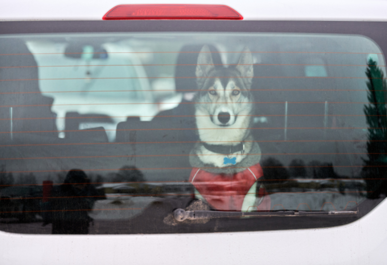 7 Tips for Traveling with Pets this Summer: A Quick Road Trip Guide