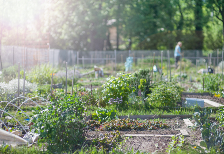4 Benefits of Community Gardens