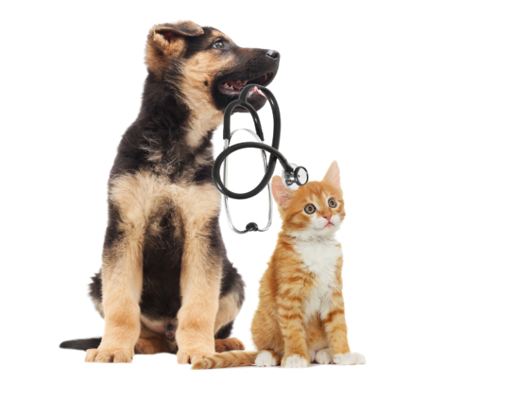 The Best Routine Vet Care for Healthy Pets