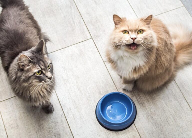 “Feeding Your Cat a Balanced Diet for Health & Safety – Raw Meat Is Best!”