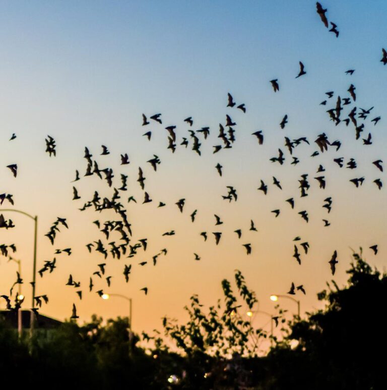 “Protecting Bats – Learn about Different Ways to Help Reduce Bat Deaths”