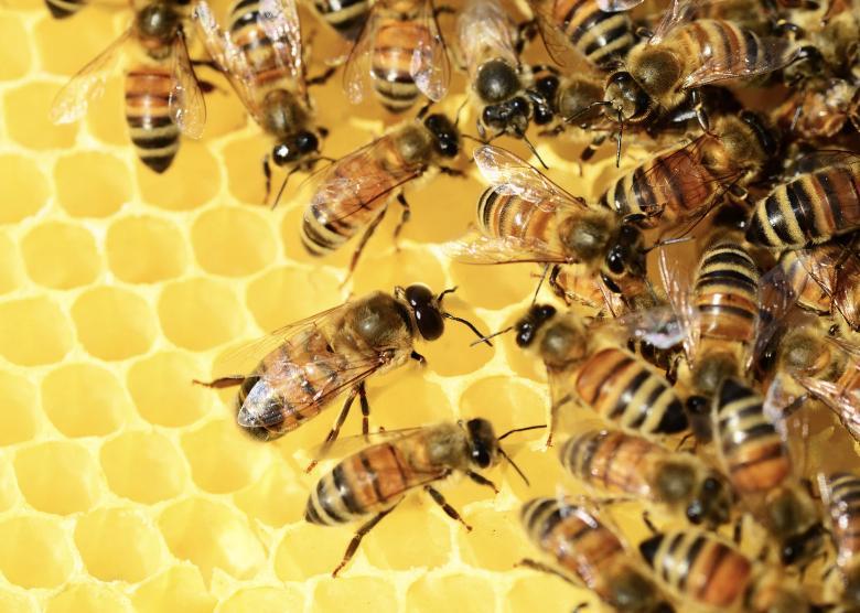 #SaveTheBees #BeeBrilliant #BeeCauseItsEssential #MakeBuzzForBees #BeesMatter #PlantFlowersForBees #SayNoToPesticides #ProtectBeesProtectUs #BeeOnTheMove #BeesForTheFuture #SustainBeesSustainUs #ClimateChangeBeesChange #HelpTheHoneyHelpers #HoneyForTheHumbleBee