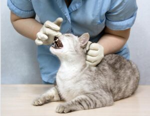 #CatsTeethMatter #CatHealth101 #DentalHygieneforCats #KittiesSmile #CatSmileCares #PreventativeCatCare #CatDentalCheckups #ProtectYourCatsTeeth #CatsHappyTeeth